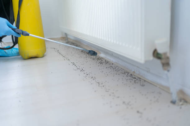 Best Mosquito Control Services  in Killen, AL